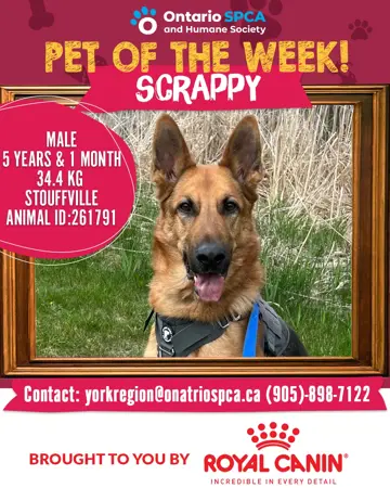 Pet of the Week - Scrappy 